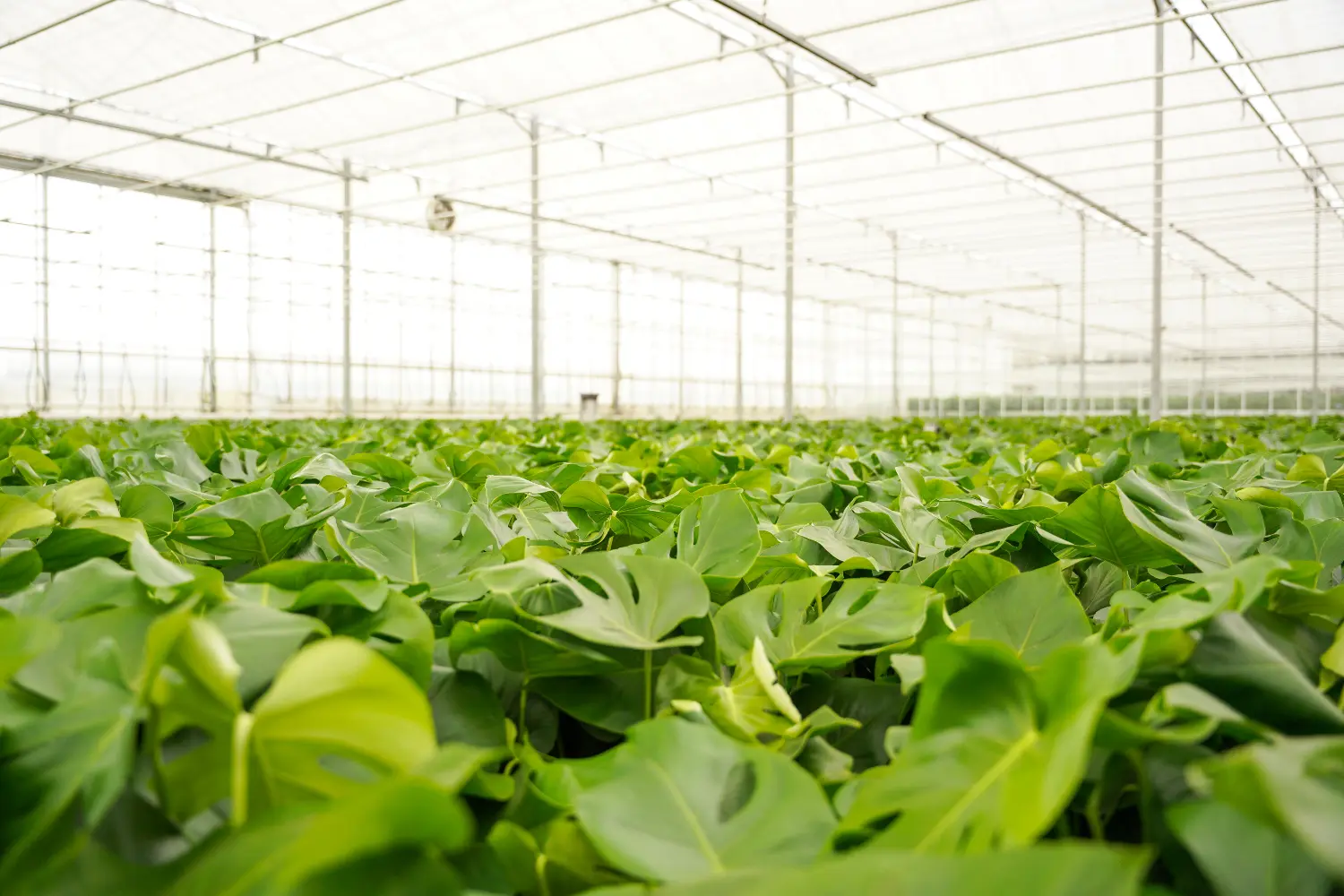 Rijen tropische kamerplanten onder glas in de kas van GroWplant